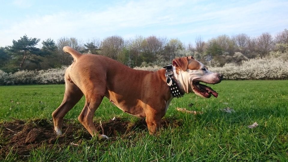 Der American Staffordshire Terrier muss schon als Welpe lernen, wo seine Grenzen sind. Er nutzt Unaufmerksamkeit des Besitzers aus. 
