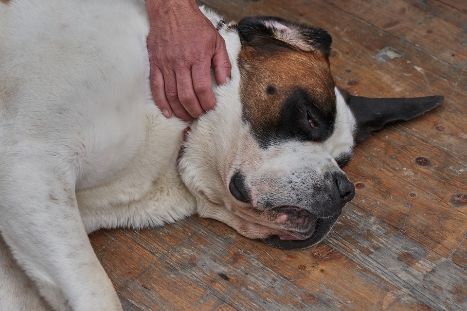 Bernardine, ein Hund großer Rassen, liegt müde auf der Veranda. Seine Bindehaut ist rot.