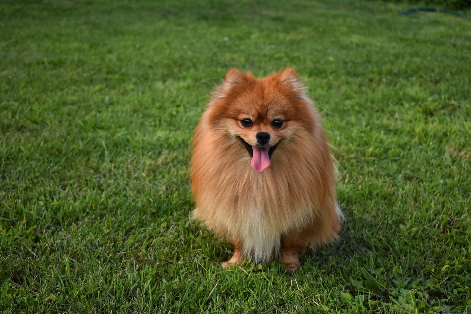 Erwachsener Miniatur Spitzhund. Ein rötlicher Hund mit einem charakteristischen lächelnden Ausdruck auf seinem Mund.