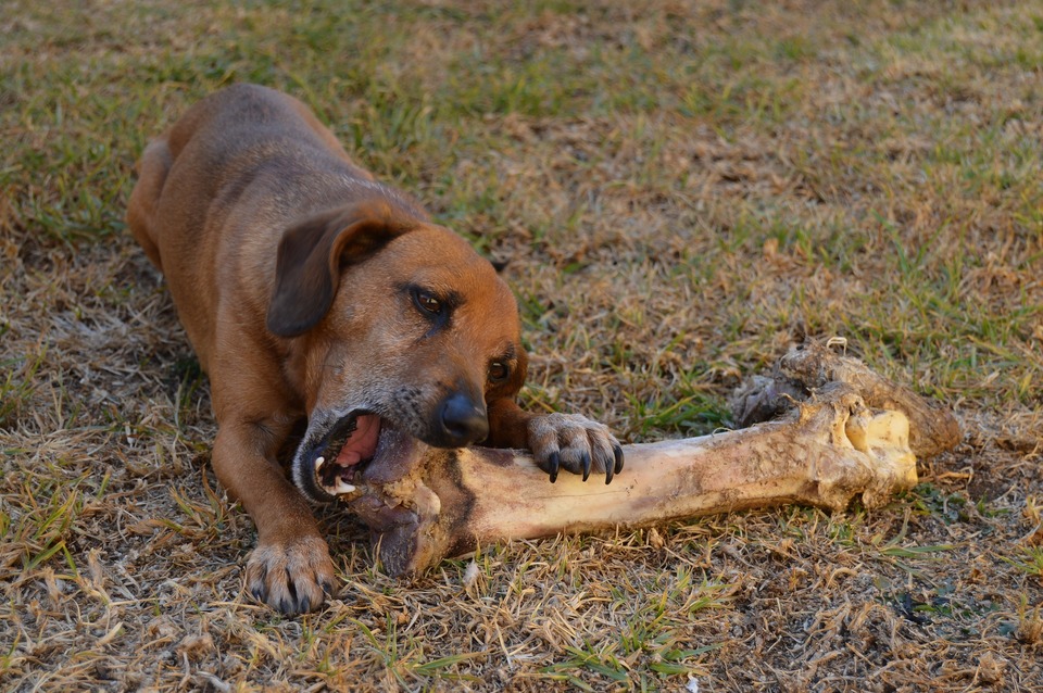 Ein Mischling versucht, an einem riesigen Knochen zu kauen. Hunden sollten die Knochen nicht gekocht, gekocht oder noch weniger gewürzt gegeben werden. Hunden können Fleischknochen gegeben werden, die roh mit viel Fleisch sind.