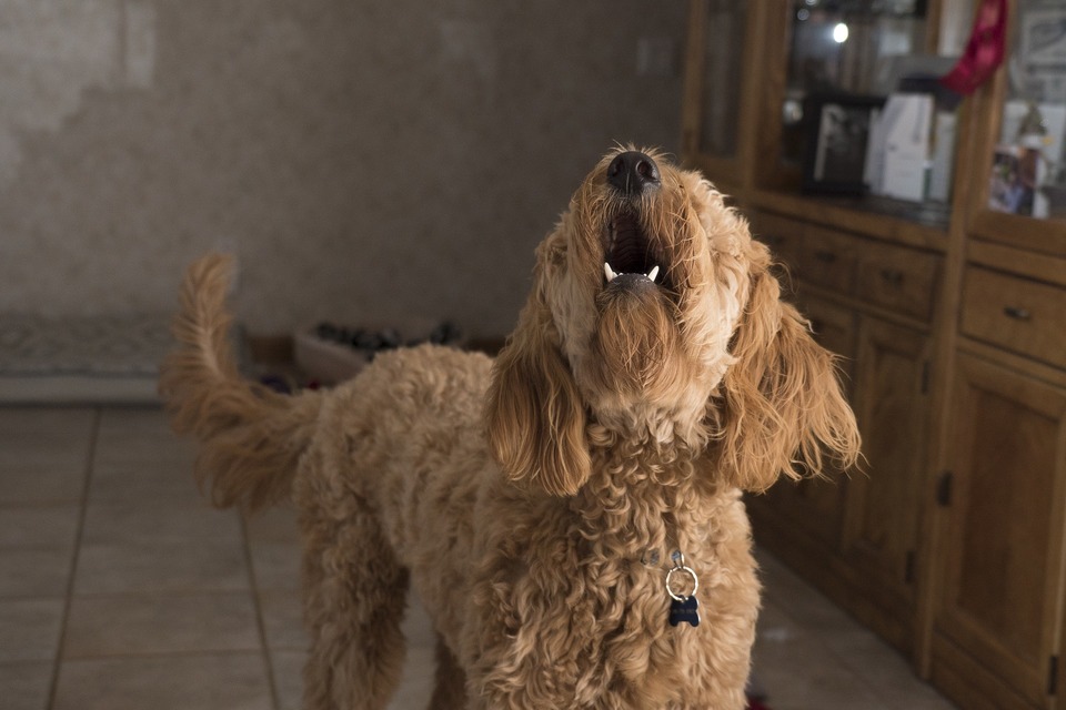 Das Bellen eines Hundes ist eine mögliche Kommunikationsform. Es kann sowohl ein Zeichen der Freude als auch ein Warnsignal sein.