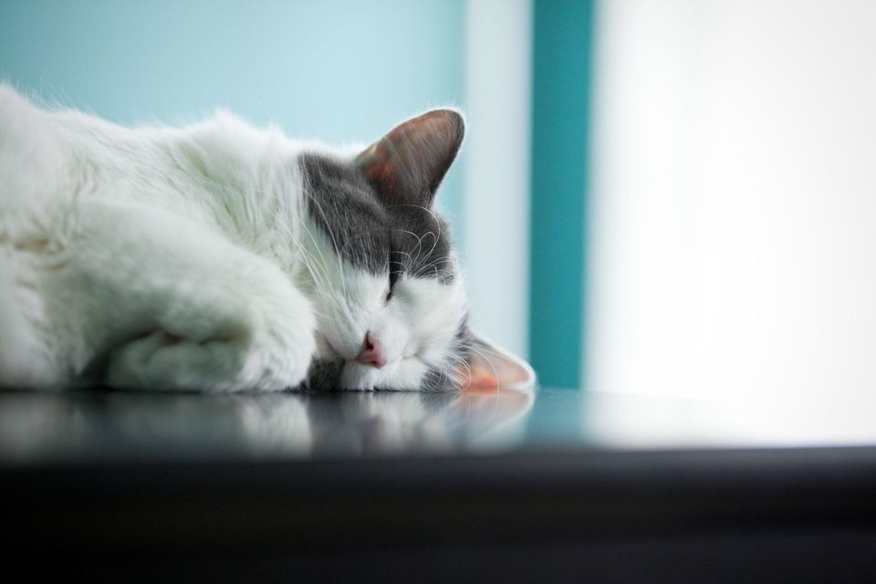 Im Falle von Mineralienablagerungen kann eine schnelle Erkennung und frühzeitige Behandlung Ihre Katze vor viel ernsthafteren Erkrankungen schützen.?