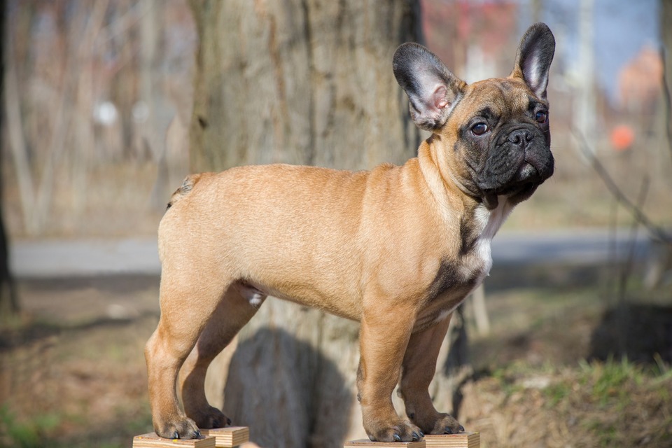 Französische Bulldoggen gehören zur Sektion der Molosser. Charakteristisch sind ihre großen stehenden Ohren und die abgeflachte Schnauze.