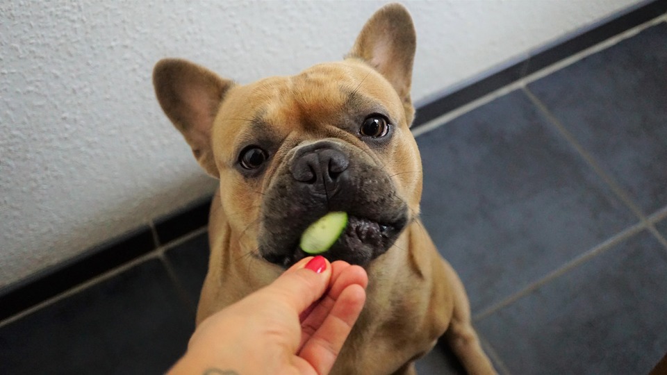 Bulldogge isst Gurkenscheibe. Gurken sind in der Ernährung französischer Bulldoggen erlaubt, aber maßvoll, aufgrund des hohen Gehalts an Wasser und Mineralsalzen können Durchfall verursachen.