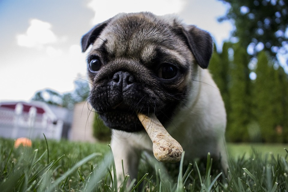 Mops mit künstlich gepresstem Knochen. Wenn Hunde die falschen Leckereien und Futtermittel erhalten, kann dies zu verschiedenen Arten von Allergien führen.