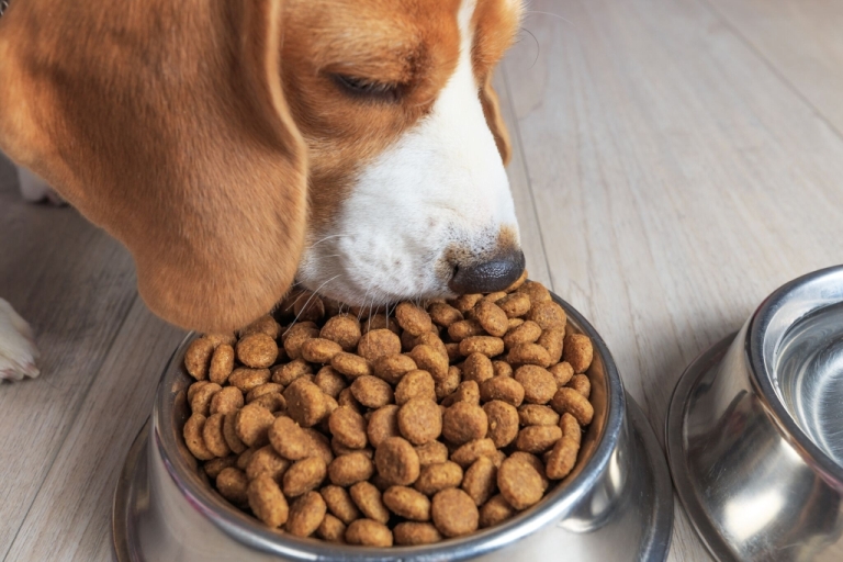 Beagle Hund während einer Mahlzeit