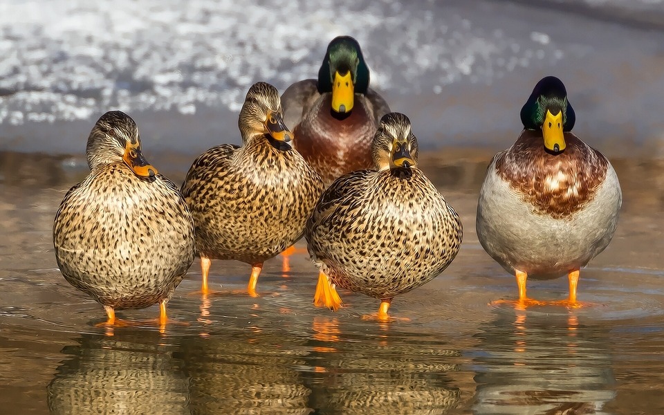 Eine Herde Enten badet im Wasser. Sie sollten Enten und Schwäne nicht mit Brot und Brötchen füttern, sondern nur mit Gemüse, Haferflocken und Mais.