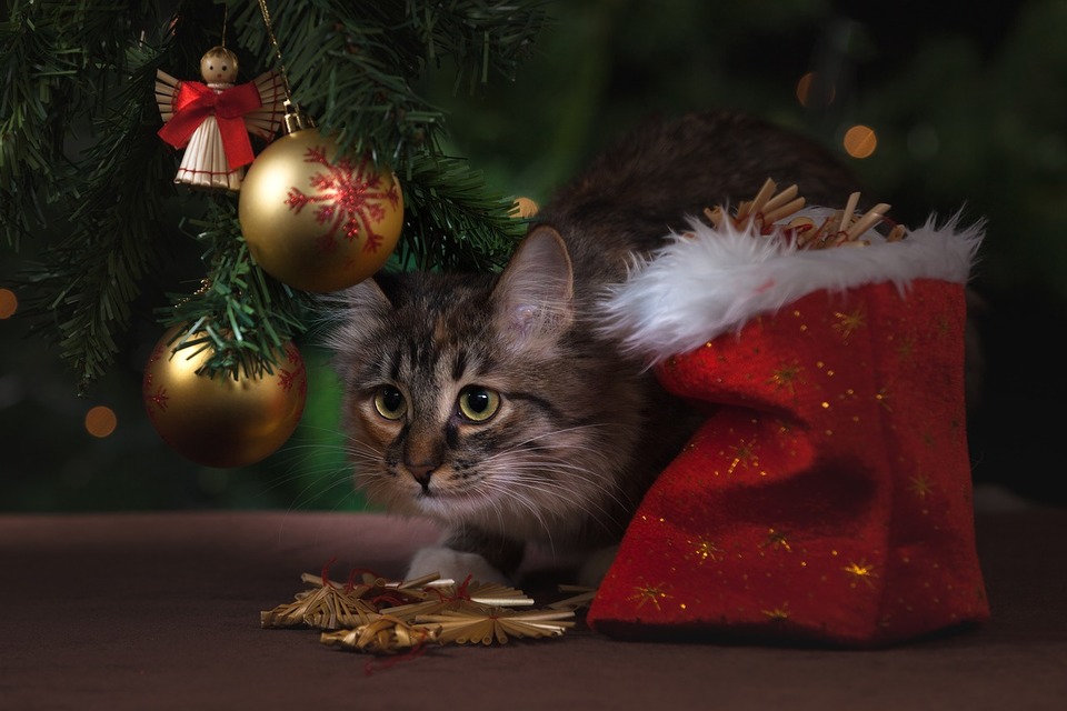 Eine Katze, die während der Vorbereitung auf Weihnachten vom Chaos gestresst ist. Er sitzt mit einer Geschenktüte unter dem Baum.
