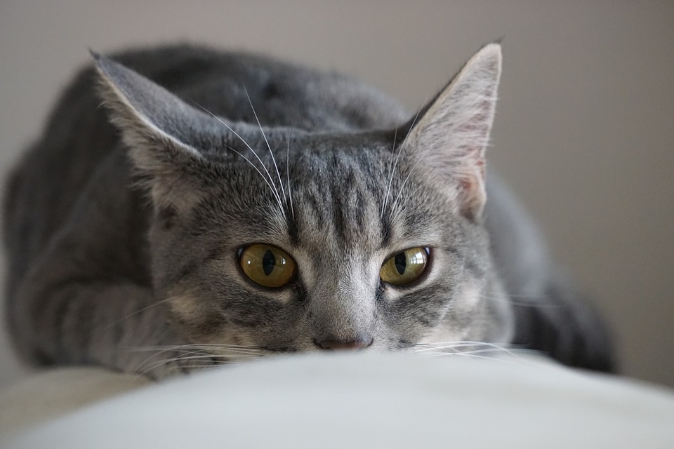 Die Katze beobachtet und kriecht auf ein sich bewegendes Objekt zu.