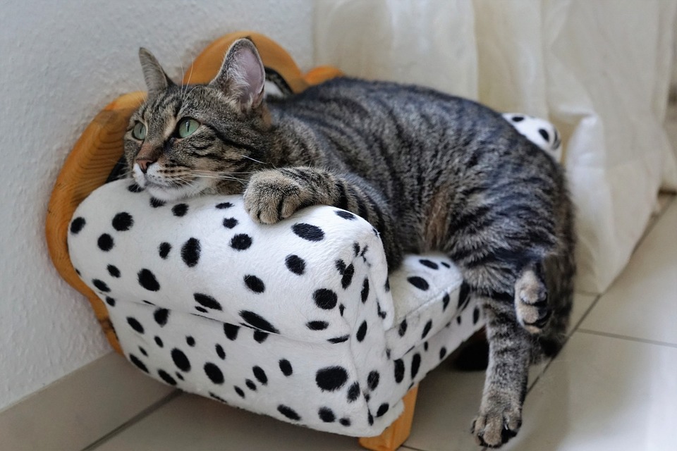 Die Katze ruht auf der Mini-Couch.