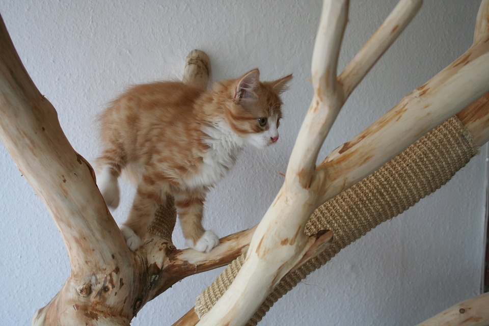  Schon in jungen Jahren lohnt es sich, Katzenkratzer auf die vorgesehenen Oberflächen zu richten - Katzenkratzer. Sie können in ihrer natürlichen Form vorliegen, d. H. Baumkratzer, die die Wohnung schmücken.