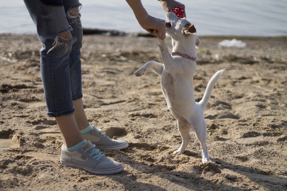 Jack Russel Terrier trainiert mit dem Besitzer. Jeder lernt gerne am Strand.