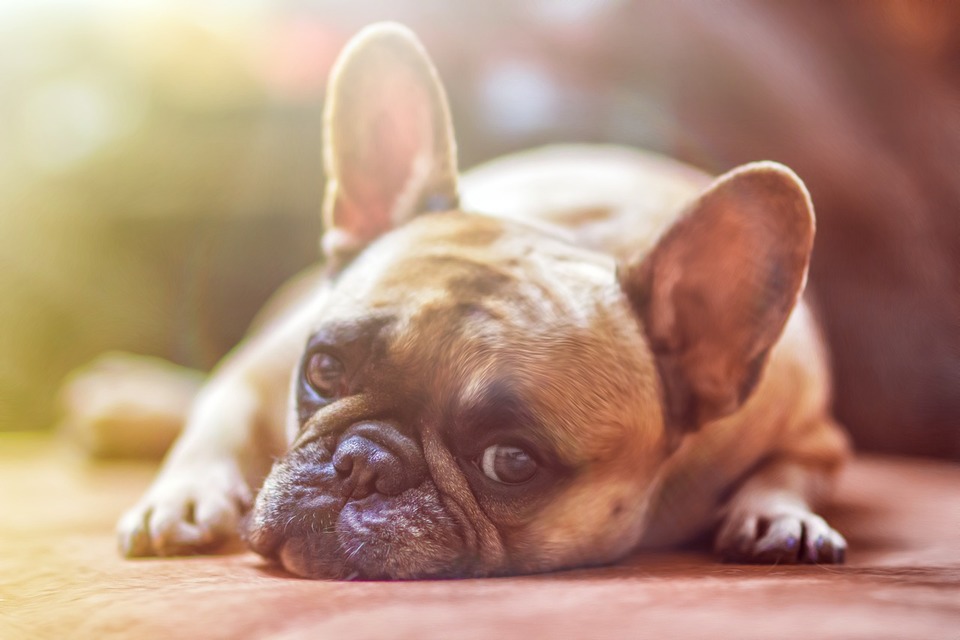 Babesiose ist die gefährlichste durch Zecken übertragene Krankheit bei Hunden.