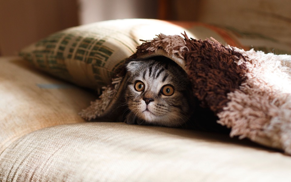 Eine versteckte Katze. Eine plötzliche Änderung des Verhaltens Ihrer Katze, das Vermeiden von Kontakt und das Verstecken können eine Verschlechterung der Gesundheit oder des Wohlbefindens bedeuten.