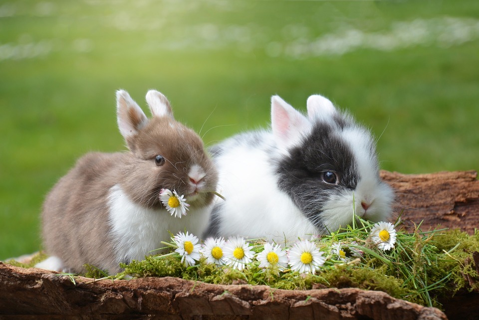 Zwei Miniaturkaninchen sitzen zwischen Gras und Gänseblümchen. Jeden z nich je stokrotkę.