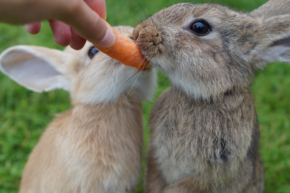 Zwei Kaninchen wollen eine Karotte essen.