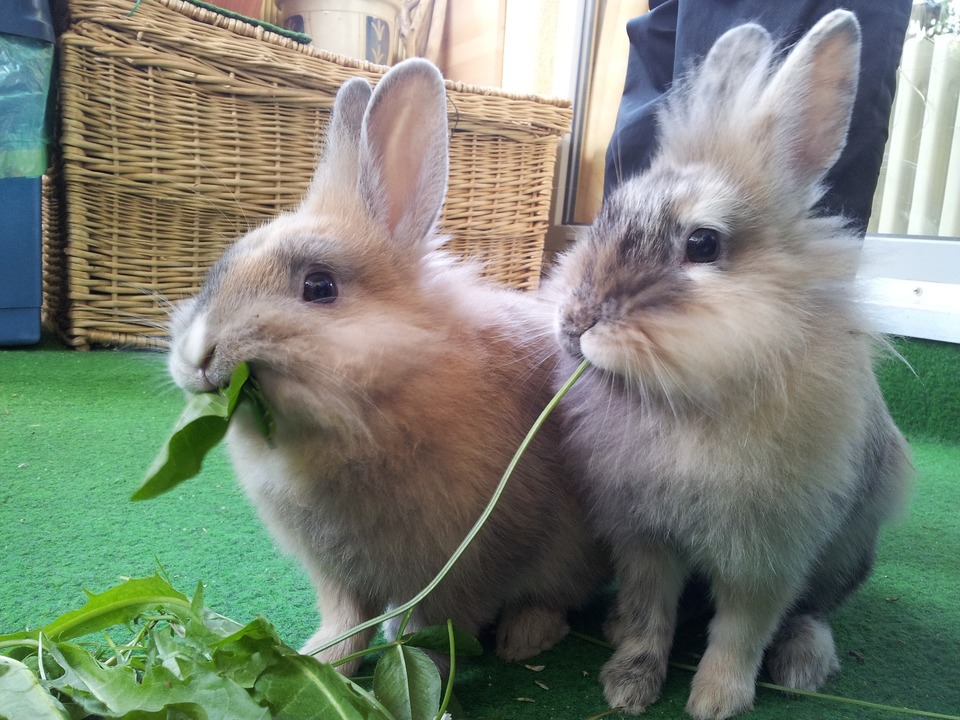 Kaninchen brauchen ein ausgewogenes Futter. Kaninchen fressen auch Gras und grüne Blätter.