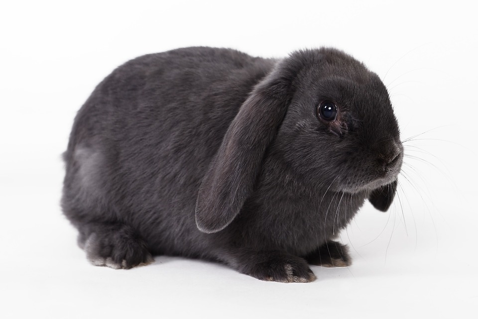 Silhouette eines gefalteten Kaninchens. Das ganze schwarze, proportionale Mini-Lop-Kaninchen hat ziemlich kurze Füße und einen prägnanten, runden Oberkörper.