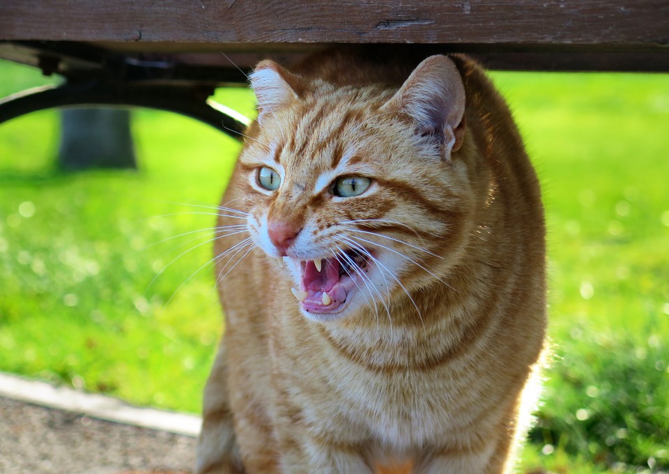 Die rothaarige erwachsene Katze zischt. Zischen ist defensives Verhalten in der Selbstverteidigung. Die Katze hat schmale Pupillen, vibrierende Schnurrhaare und Ohren nahe am Kopf.