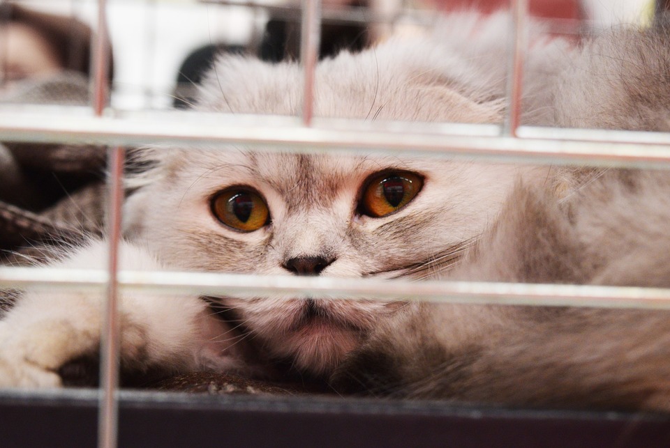 Die ängstliche Katze liegt in einem Käfig.