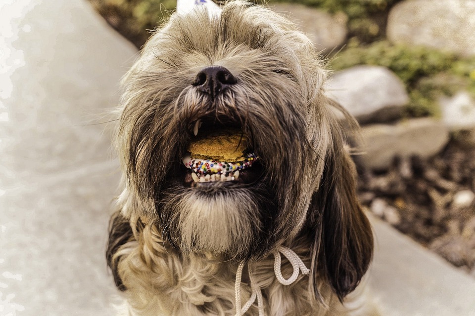 Süßigkeiten sind schädlich für Hunde und können Verdauungsprobleme verursachen.