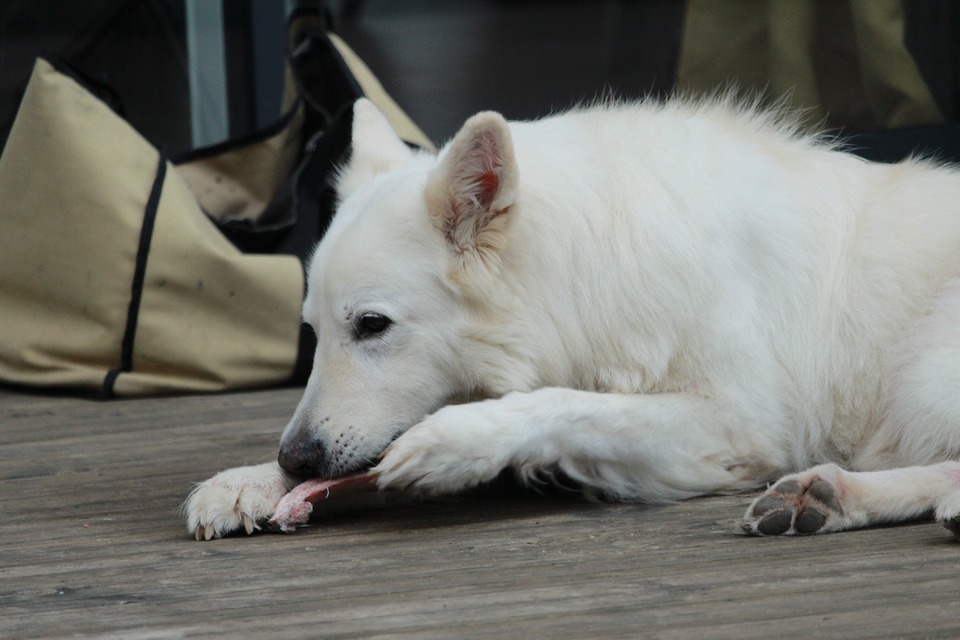 Der Hund soll rohes Fleisch essen. Der weiße Schweizer Schäferhund beißt gerne in ein Stück Fleisch.