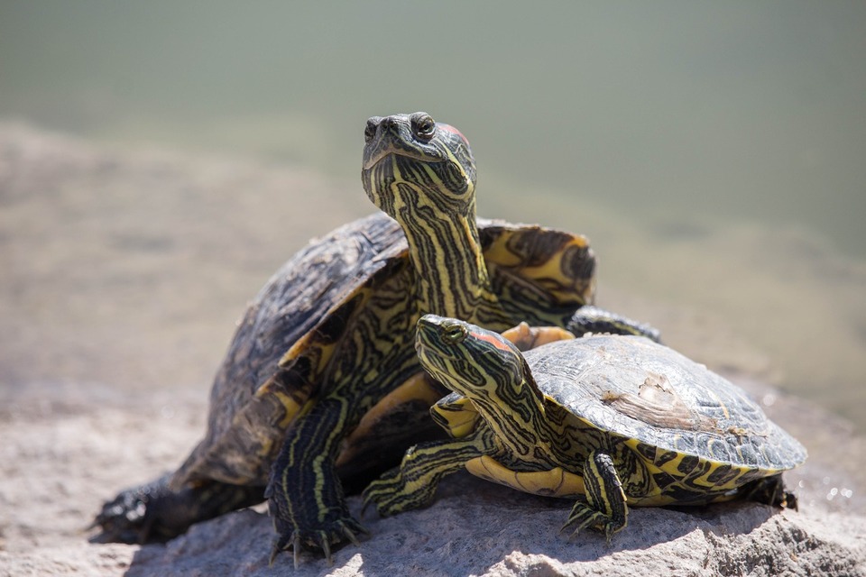 Wasserschildkröten gehen gerne auf Steinen und Erhebungen aus, um sich warm zu halten.