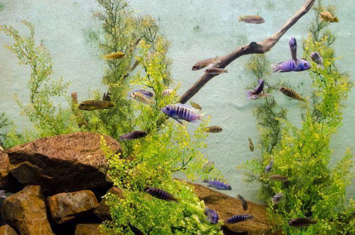 Aquarienfische in einem Aquarium mit Steinboden.