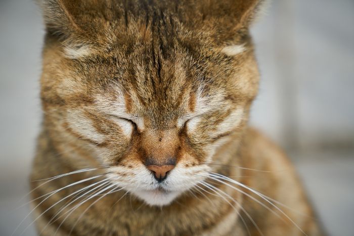 Traurige Katze mit geschlossenen Augen