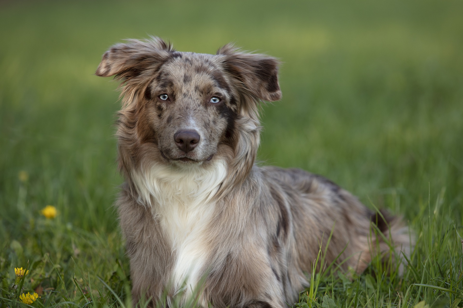 Den Australian Shepherd gibt es in vielen Farbvarianten. Charakteristisch sind seine Augen, die unglaublich blau sein können.
