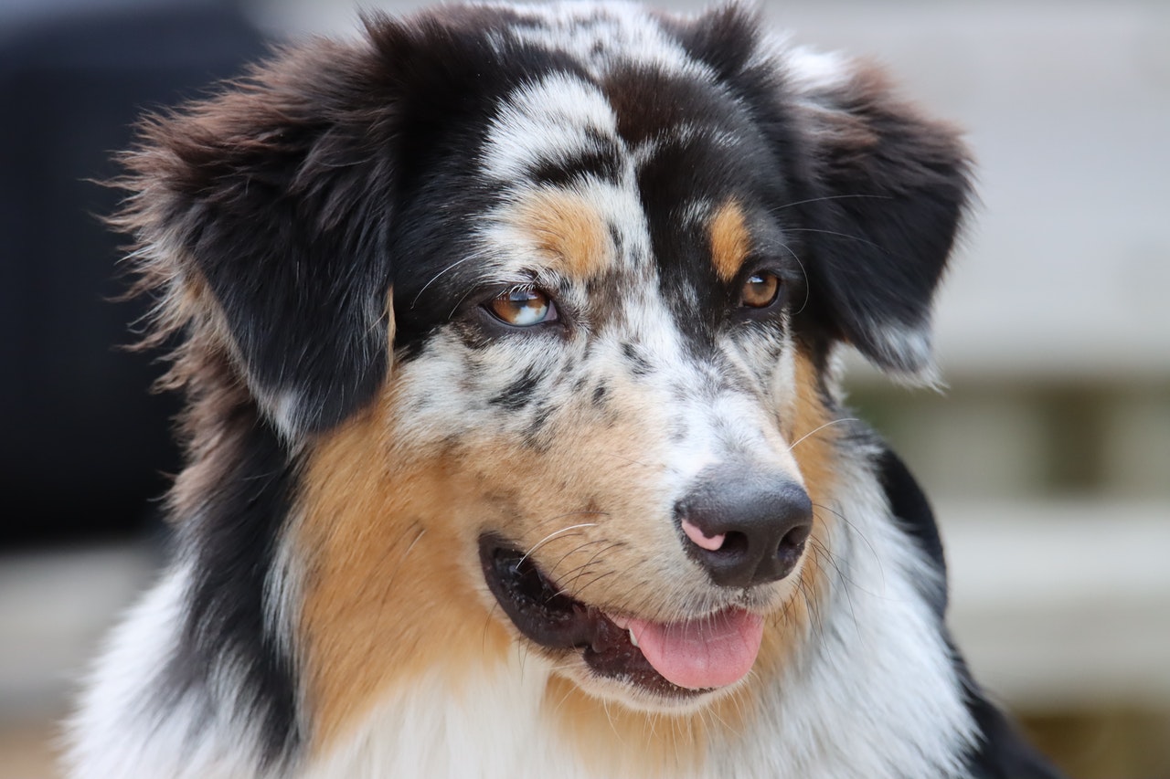 Australian Shepherds können Flecken auf den Augen haben, das ist akzeptabel und besonders bei der Merle-Farbe üblich.