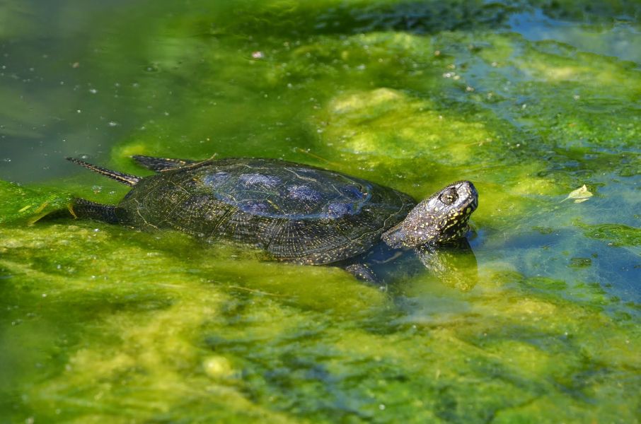 Die Sumpfschildkröte hat einen grünen Panzer.