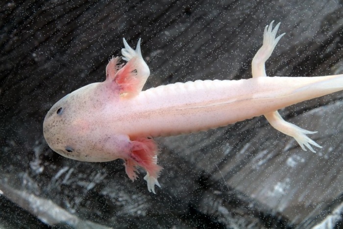 rosa Axolotl