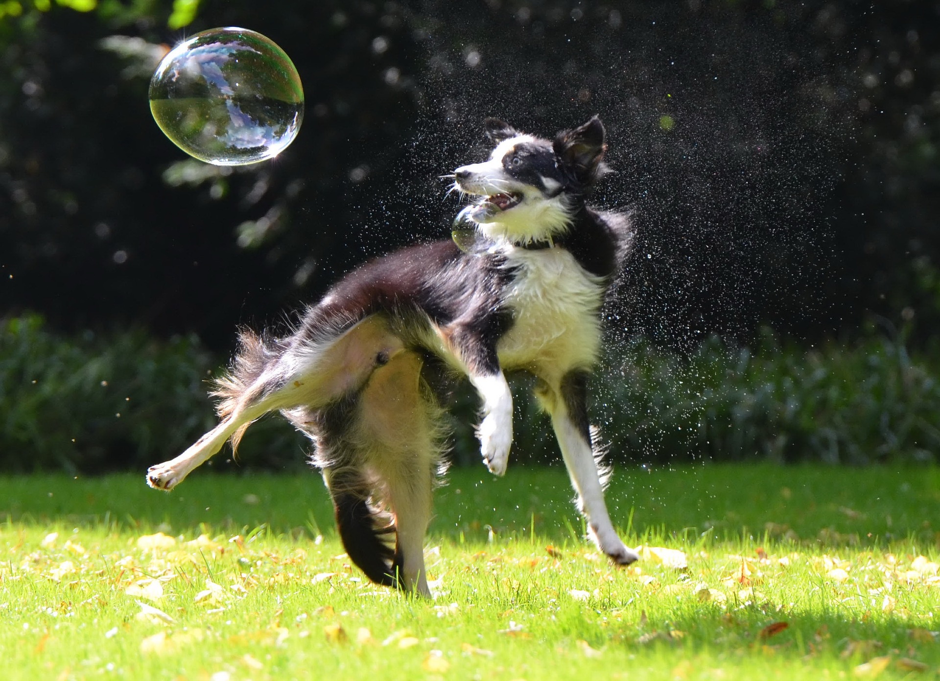 Der Border Collie ist ein anspruchsvoller Hund, der ohne entsprechende Aktivierung destruktives und sogar depressives Verhalten zeigen kann.
