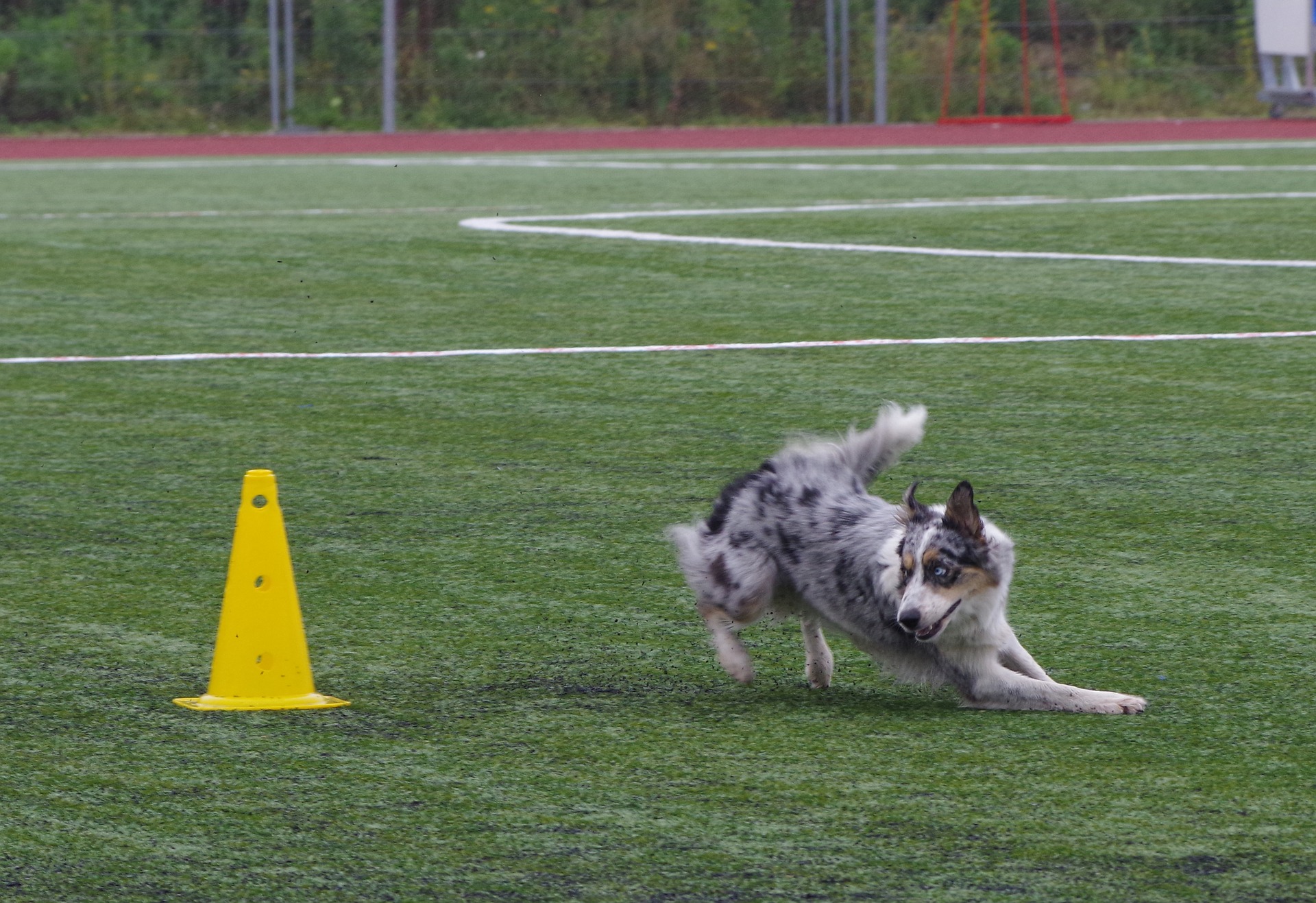 Der Border Collie benötigt eine hohe körperliche und geistige Aktivität. Sie sind für jeden Hundesport geeignet.