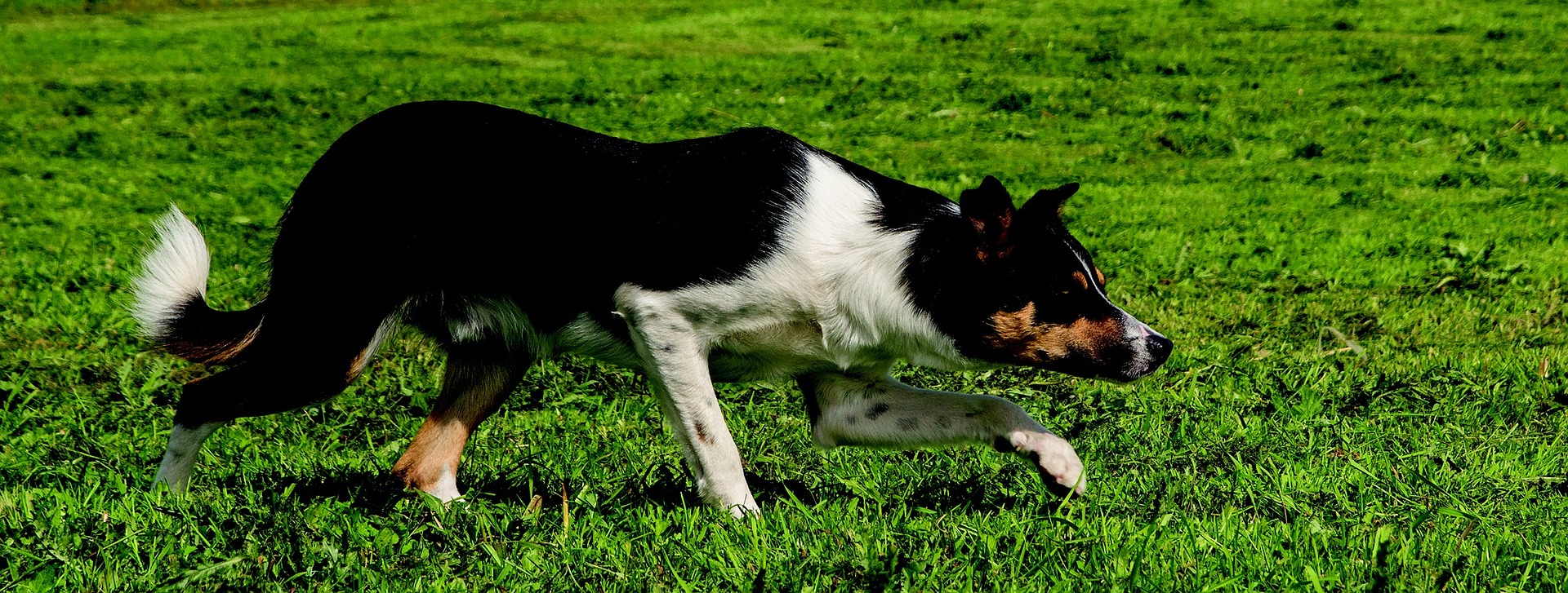 Border Collies gehören zu den Hirten- und Hütehunden. Diese Verhaltensweisen sind in ihren Genen verankert, was bei der Entscheidung für einen Hund dieser Rasse zu berücksichtigen ist.