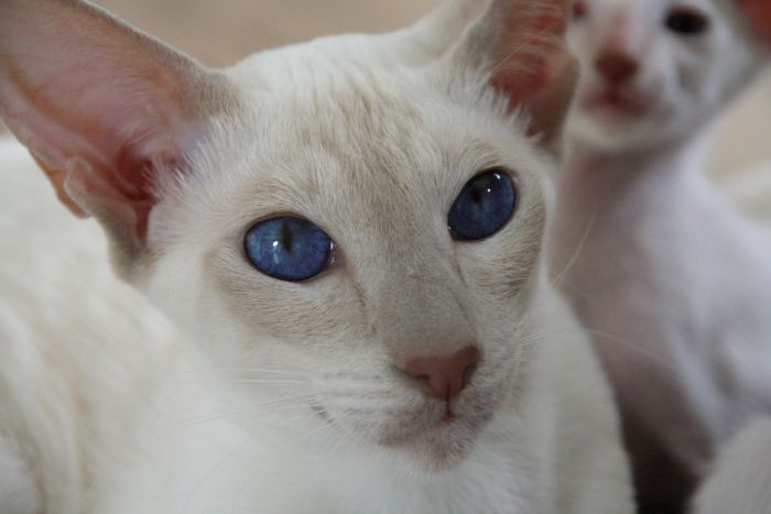 Blauäugige Peterbald-Katze