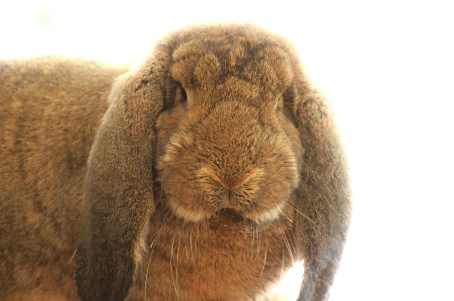 Flauschiges Kaninchen mit braunem Fell.