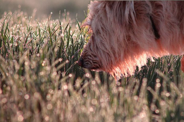 Ein Mischlingshund schnüffelt an Blumen auf einem Feld.