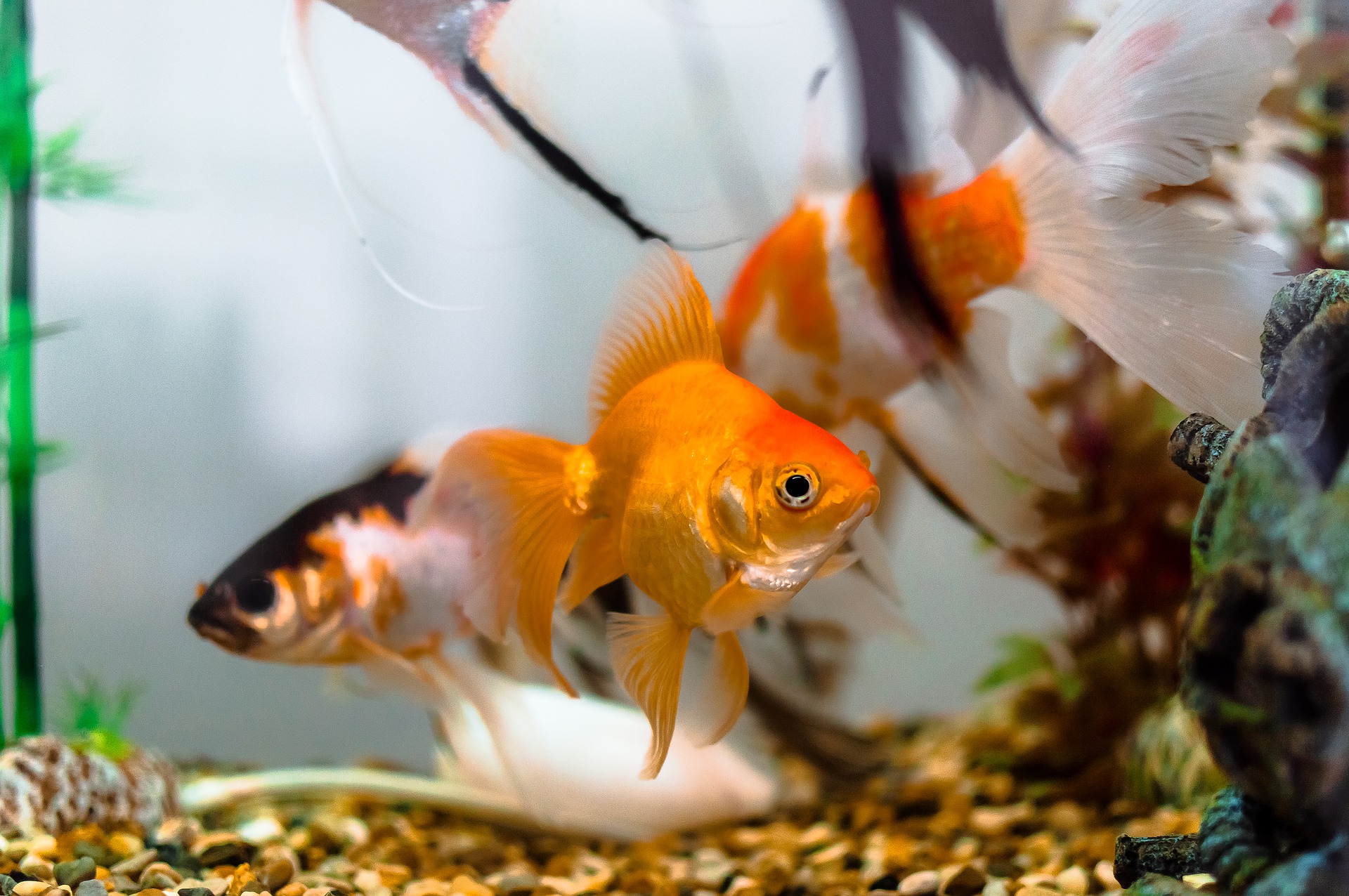 Goldfisch - die wichtigsten Informationen zu den beliebtesten Zierfischen