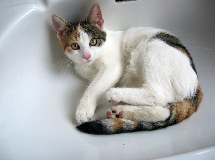 Die Katze liegt im Waschbecken.