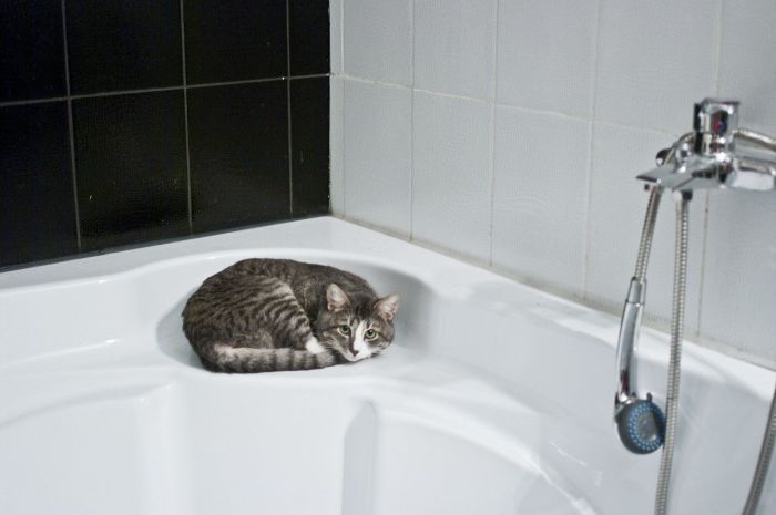 Katze in der Badewanne.