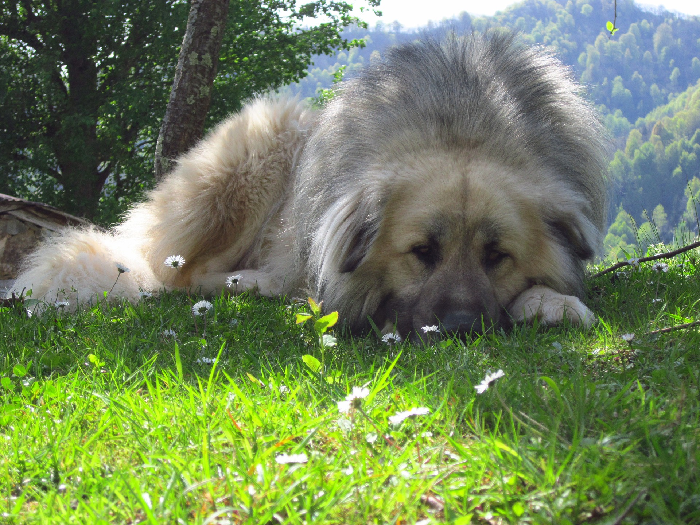 Der Kaukasische Schäferhund liegt vor der Kulisse der Berge.