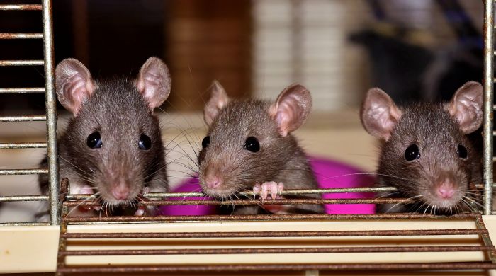 Drei Ratten in einem Käfig.
