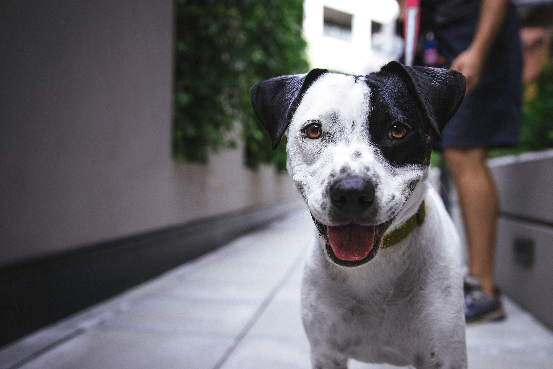 Blasenentzündungen bei Hunden müssen tierärztlich behandelt werden. Sie können Ihrem Hund nicht auf eigene Faust Medikamente geben.