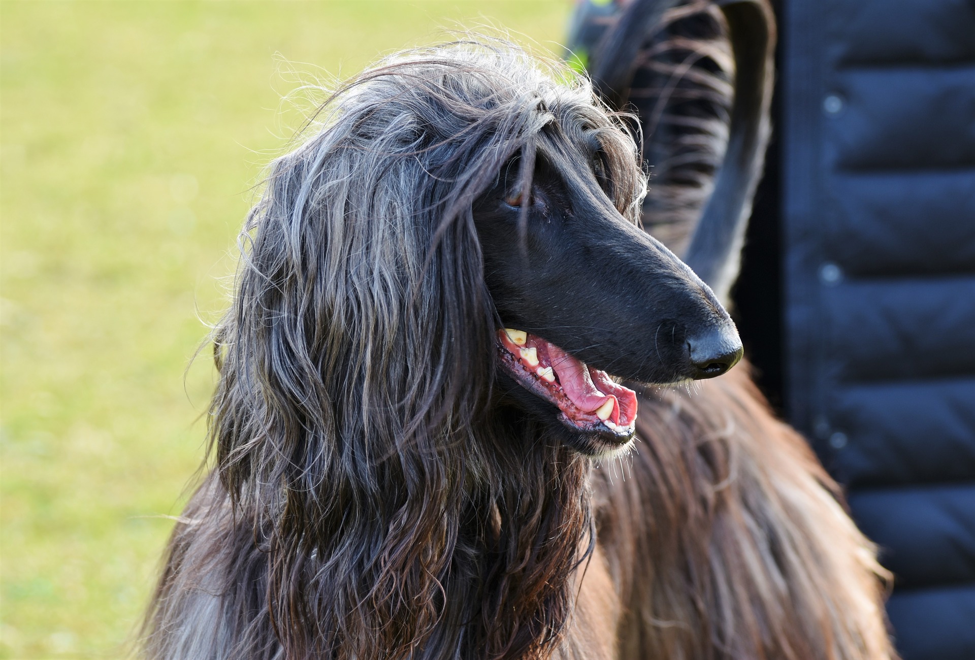 Sie sind sanft zu Kindern und anderen Tieren und arbeiten gerne paarweise. Afghanische Windhunde sind sehr gelehrig, aber auch stur.