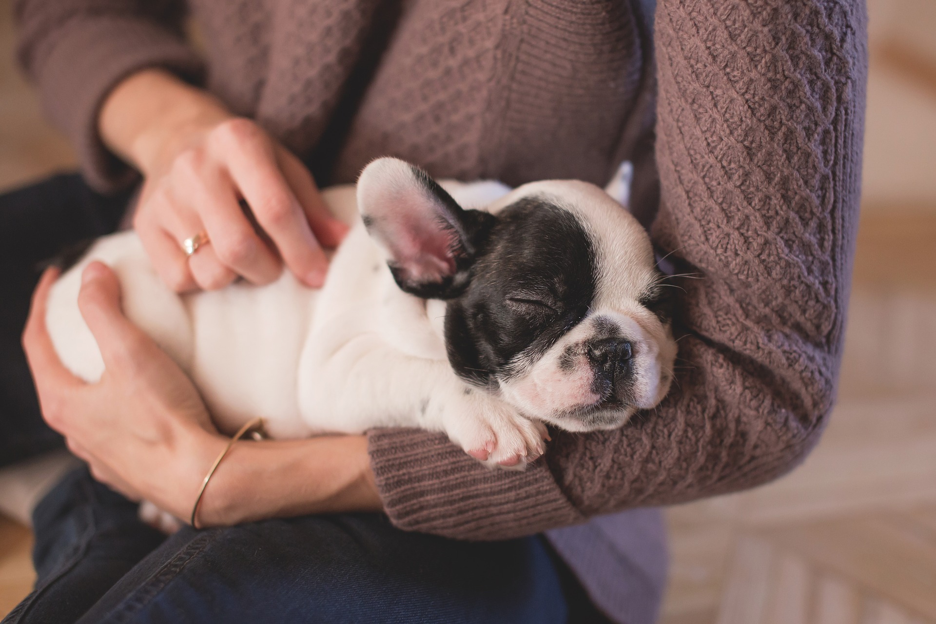 Die ersten Tage eines Hundes in einer neuen Wohnung mit neuen Menschen sind mit viel Stress verbunden. Dann sollten Sie bei der Erziehung des Hundes eine doppelte Dosis Geduld bewahren.