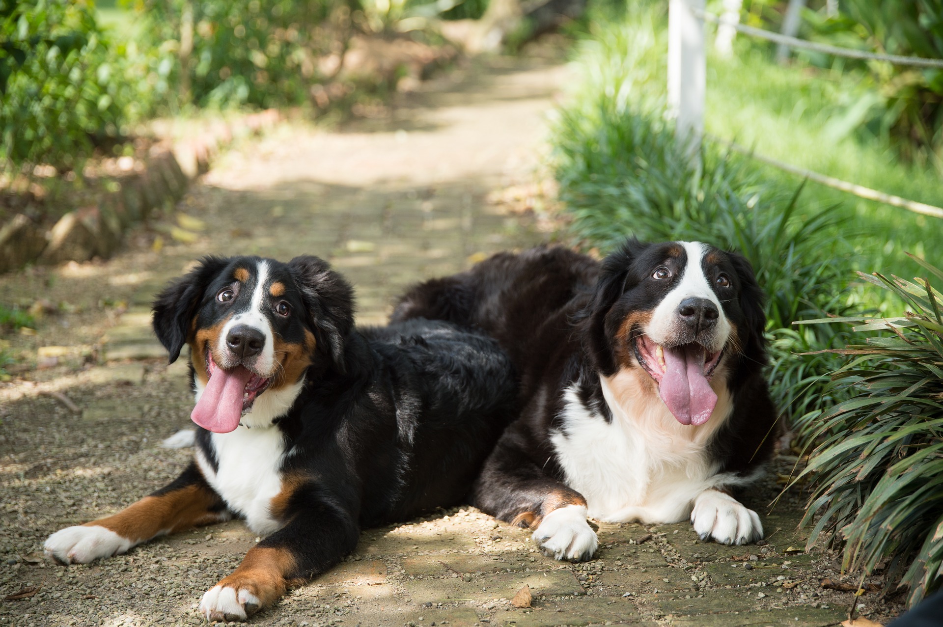 Berner Sennenhunde behalten ihre welpenhafte Freude und ihre Energie für Spiele noch sehr lange. Sie genießen auch sehr viel Zuneigung und Streicheleinheiten.