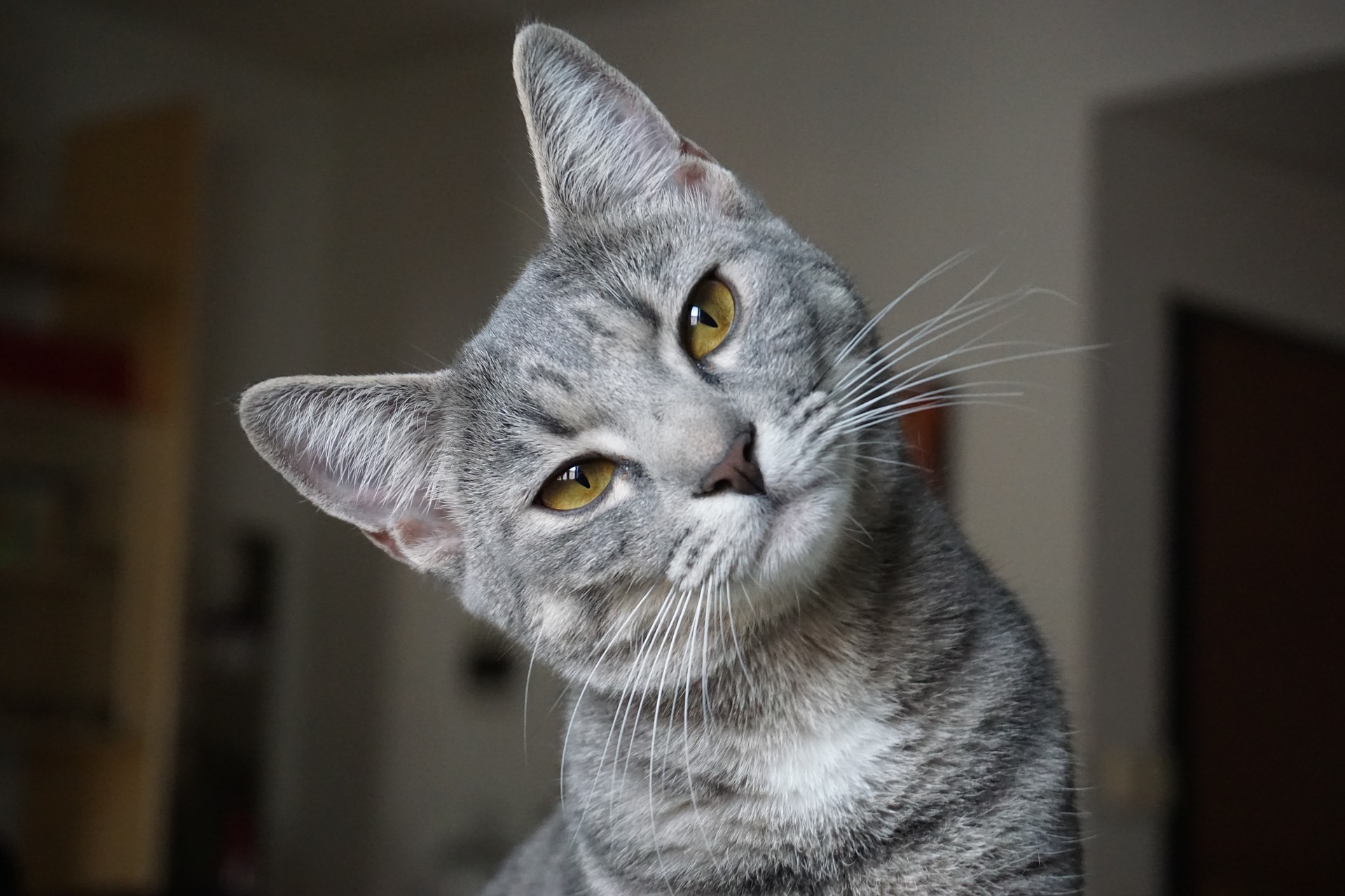 Eine Schilddrüsenüberfunktion kann auch Katzen und andere Haustiere betreffen. Sie äußert sich in Gewichtsverlust, Nervosität, Apathie und häufigerem Urinieren.