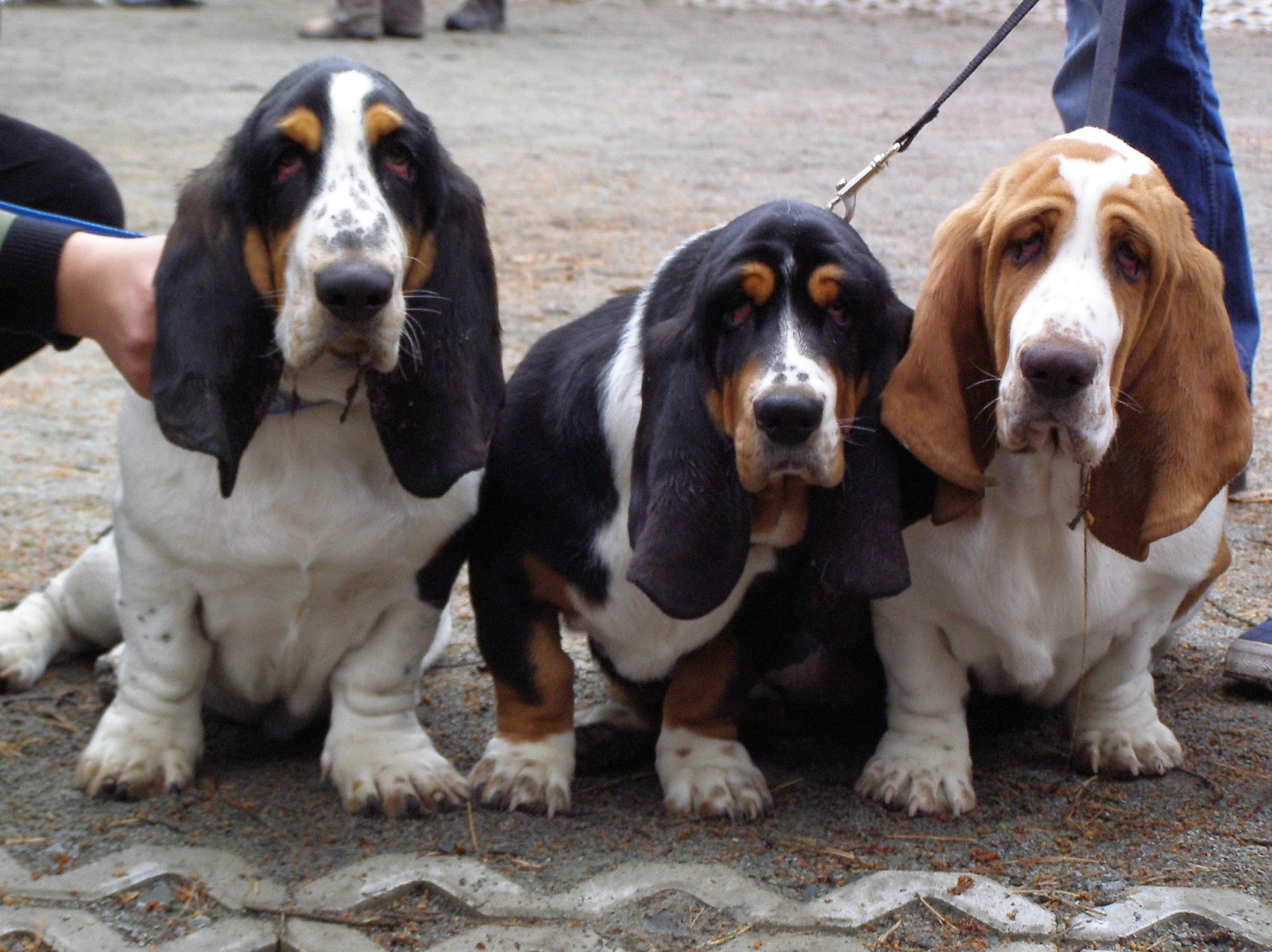 Der Basset ist eine Kombination aus den französischen Rassen Bloodhound (großer Kopf mit übermäßigem und gewelltem Fell), Foxhound ( Farbe) und Dackel (kurze Beine und langer Körper).